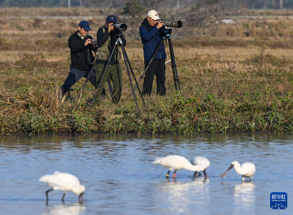 海南儋州湾:水清岸绿 黑脸琵鹭“组团”觅食