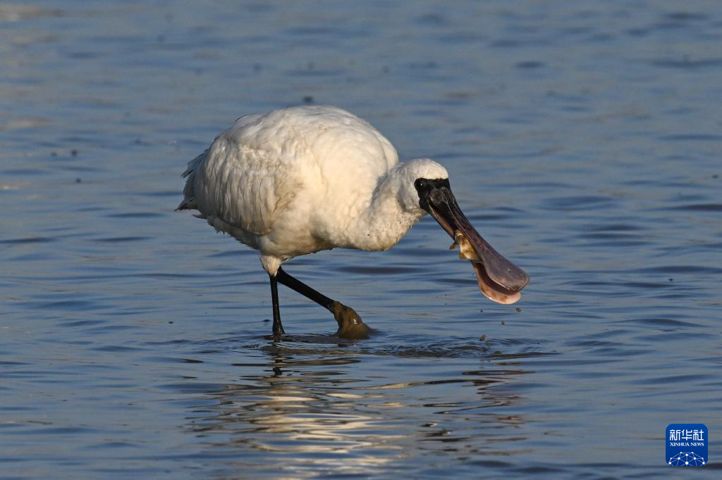 海南儋州湾:水清岸绿 黑脸琵鹭“组团”觅食