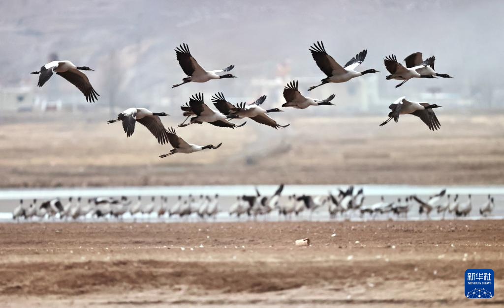西藏林周:鹤影翩跹
