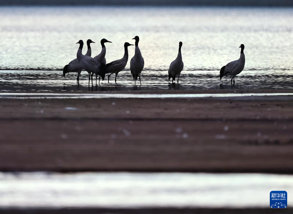 西藏林周:鹤影翩跹