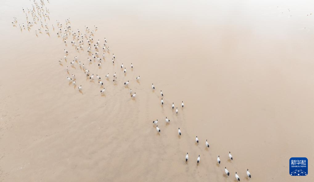 西藏林周:鹤影翩跹