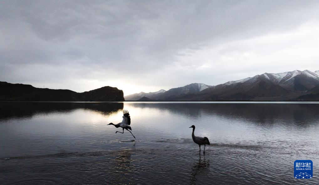 西藏林周:鹤影翩跹