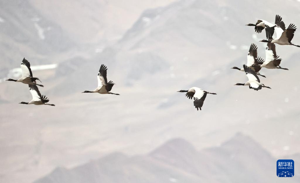 西藏林周:鹤影翩跹