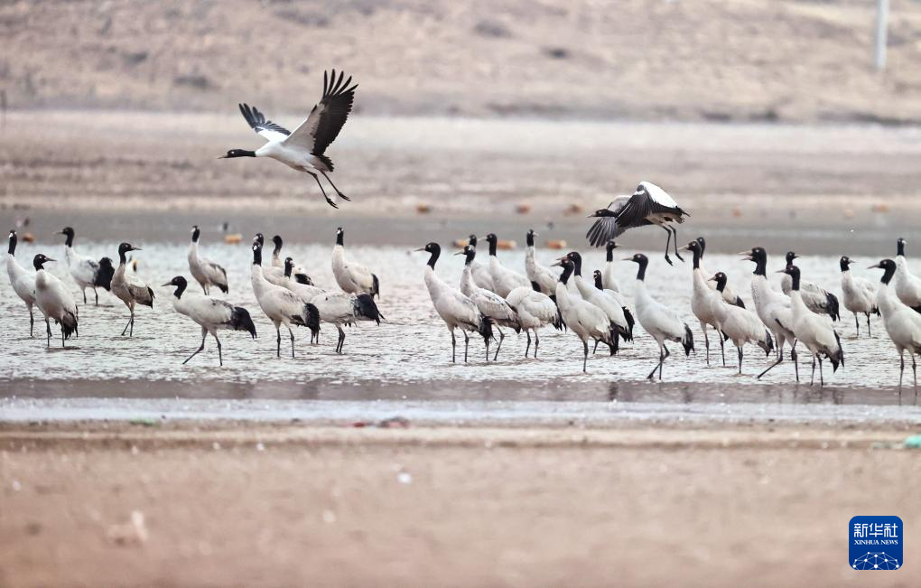 西藏林周:鹤影翩跹