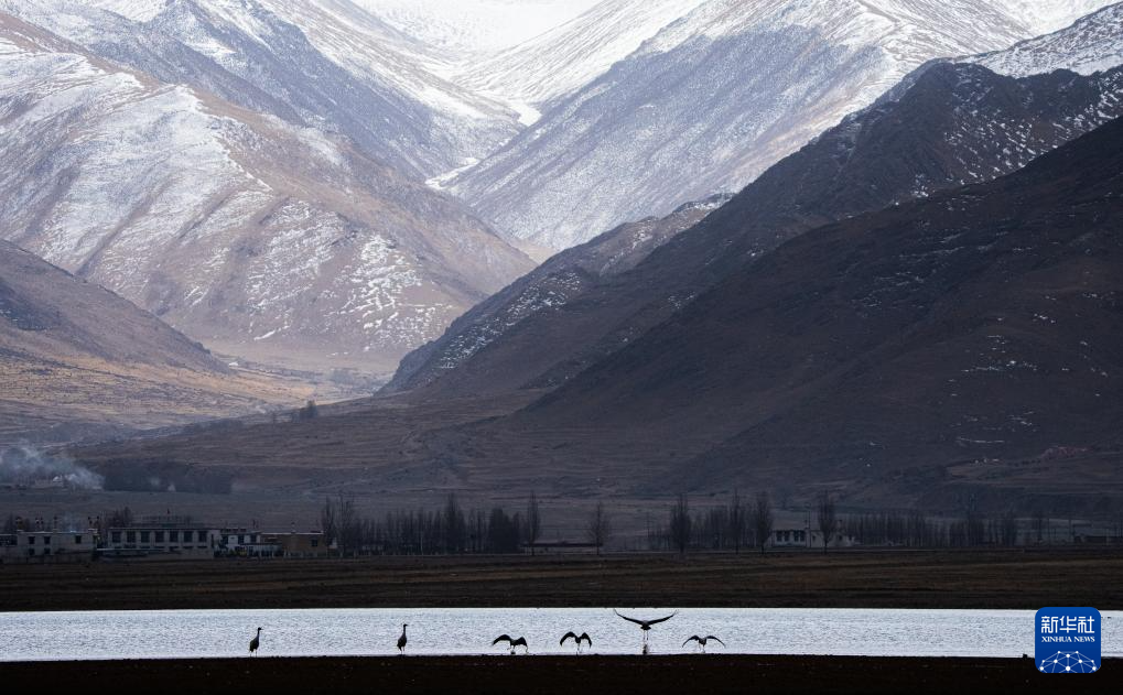 西藏林周:鹤影翩跹
