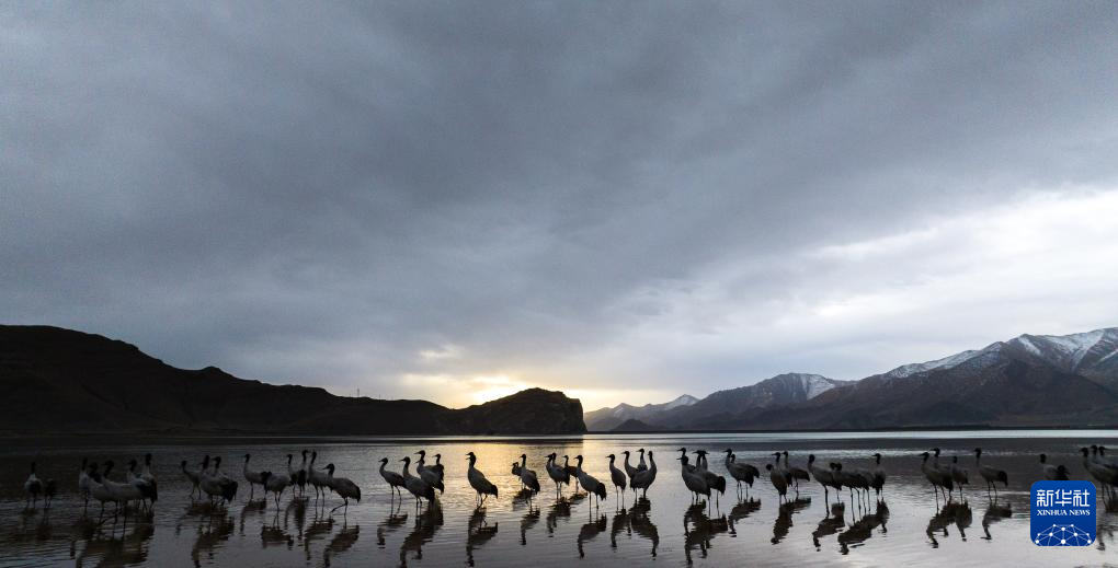 西藏林周:鹤影翩跹