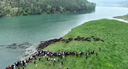 四川嘉陵江放牛季活动开启 “百牛渡江”生态奇观再上演 四川嘉陵江放牛季活动开启 “百牛渡江”生态奇观再上演