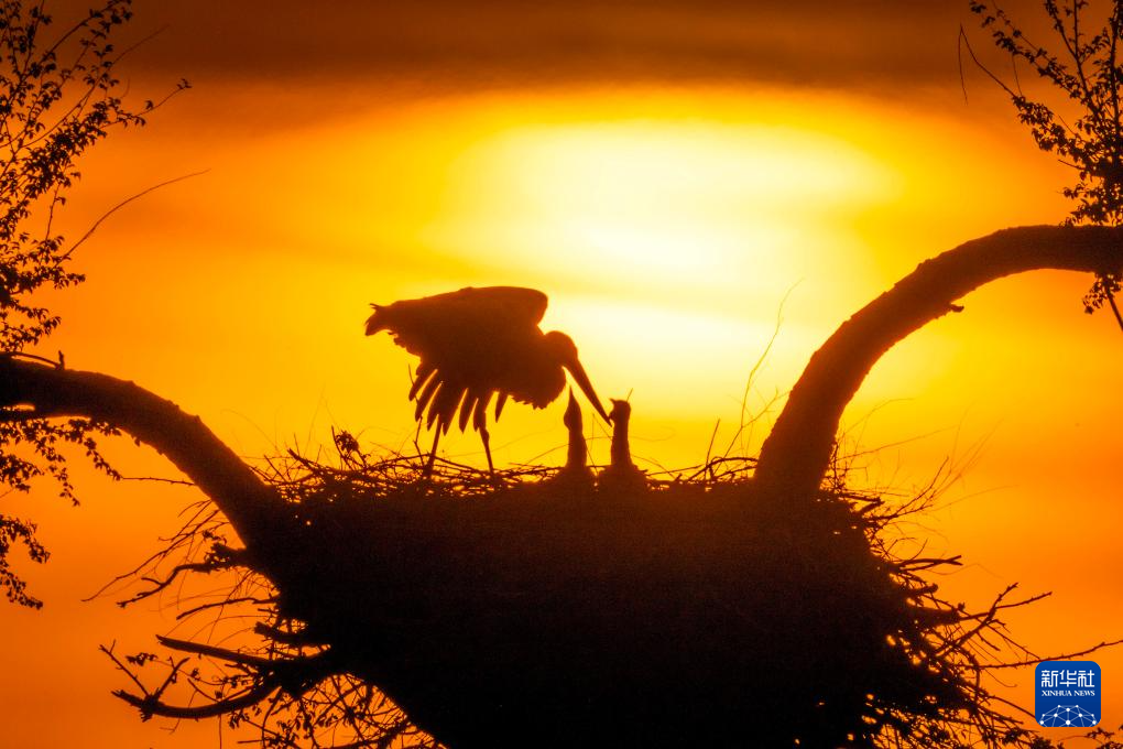 黑龙江东方白鹳迎来繁育期