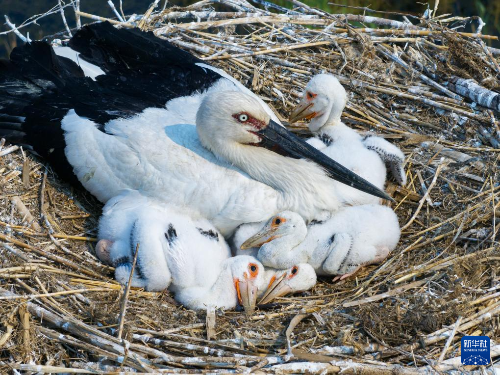 黑龙江东方白鹳迎来繁育期