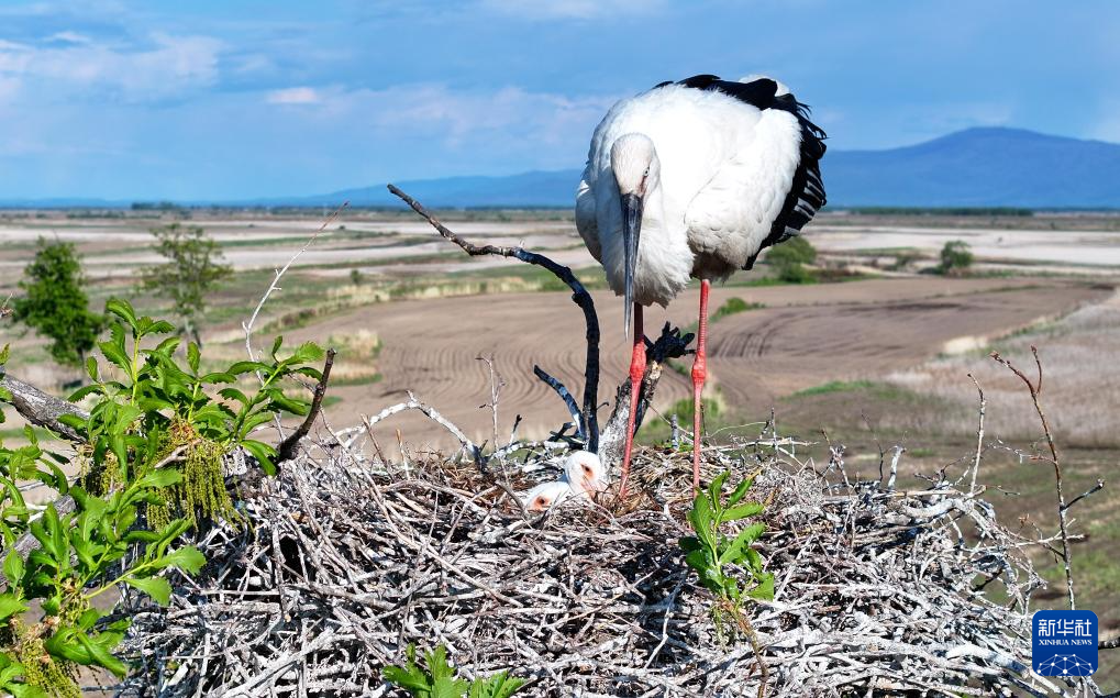黑龙江东方白鹳迎来繁育期
