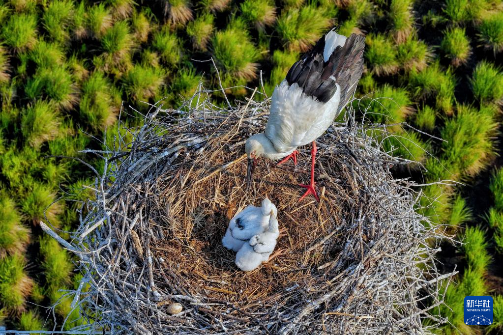 黑龙江东方白鹳迎来繁育期