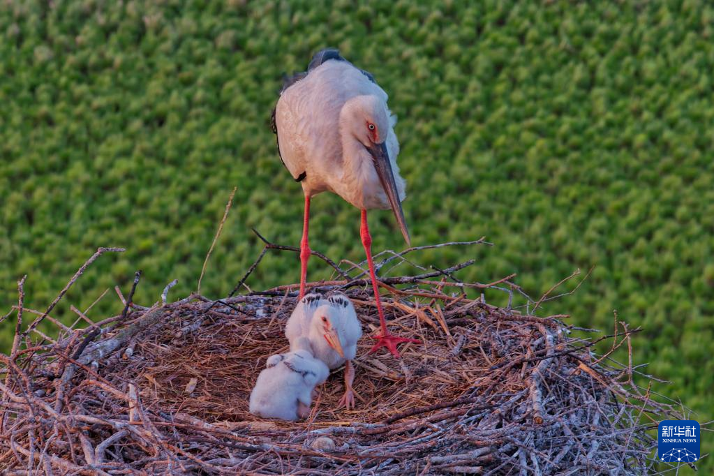 黑龙江东方白鹳迎来繁育期