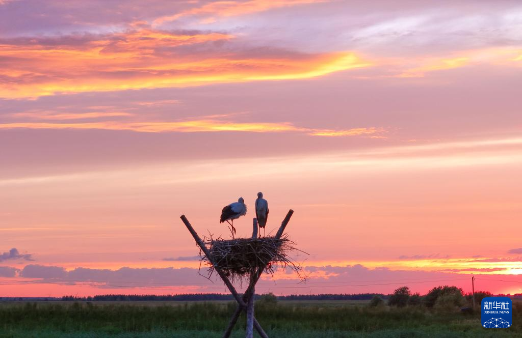 黑龙江富锦:东方白鹳人工巢中羽翼丰