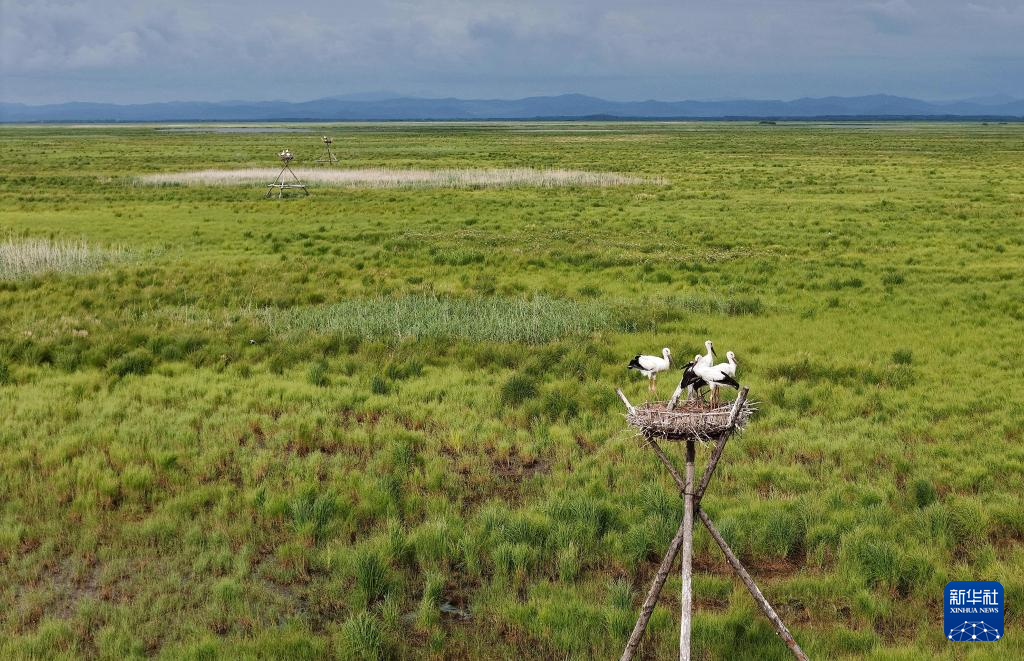 黑龙江富锦:东方白鹳人工巢中羽翼丰