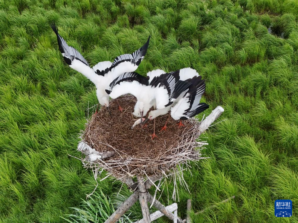 黑龙江富锦:东方白鹳人工巢中羽翼丰