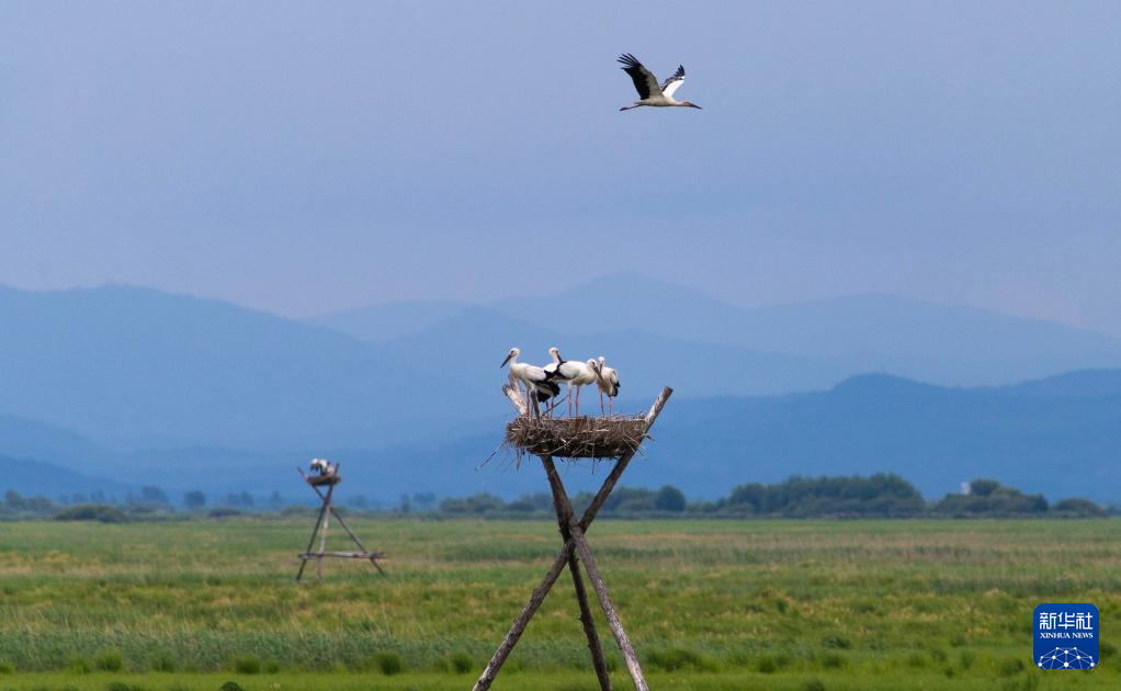 黑龙江富锦:东方白鹳人工巢中羽翼丰