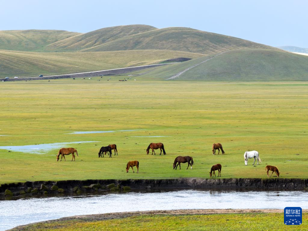 秋染陈巴尔虎草原