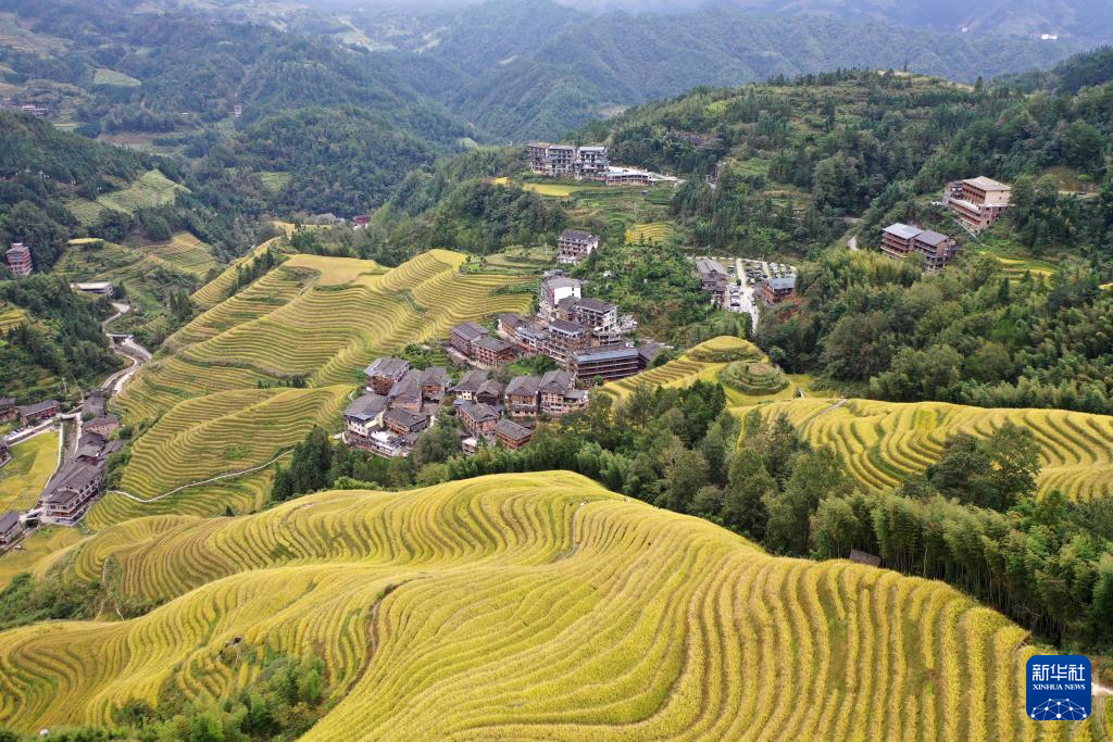 广西龙胜:金秋梯田美如画