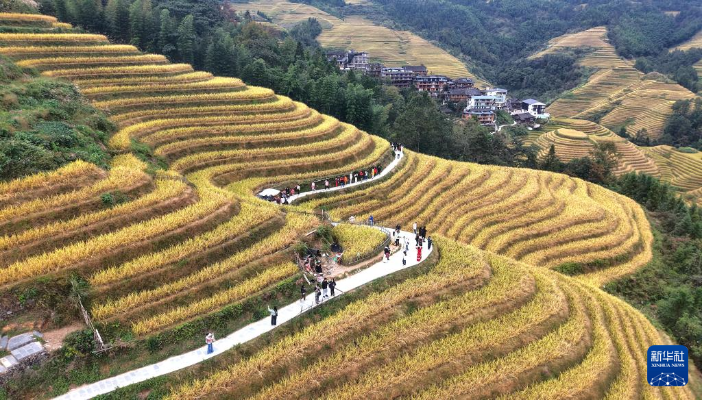 广西龙胜:金秋梯田美如画