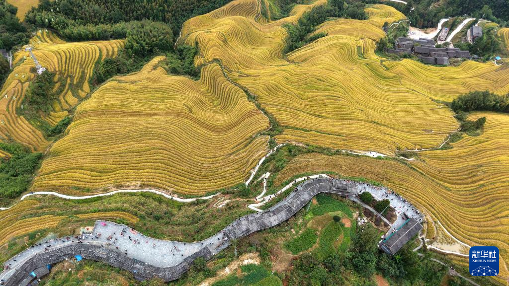 广西龙胜:金秋梯田美如画