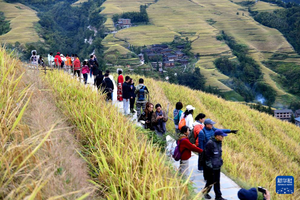广西龙胜:金秋梯田美如画
