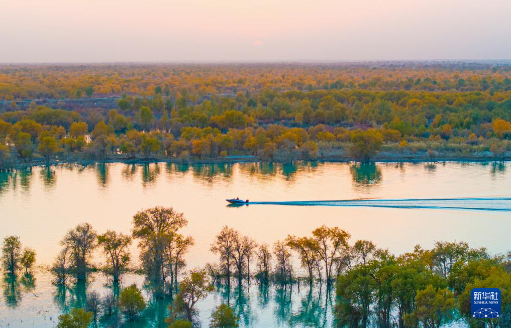 新疆:沙漠胡杨入画来