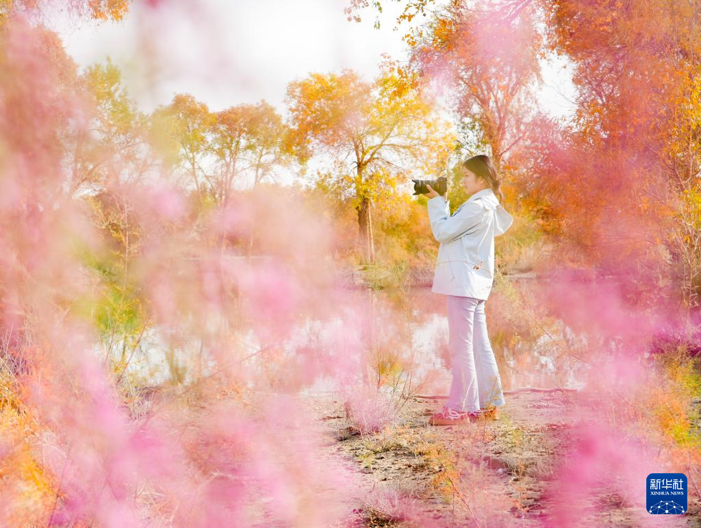 新疆:沙漠胡杨入画来