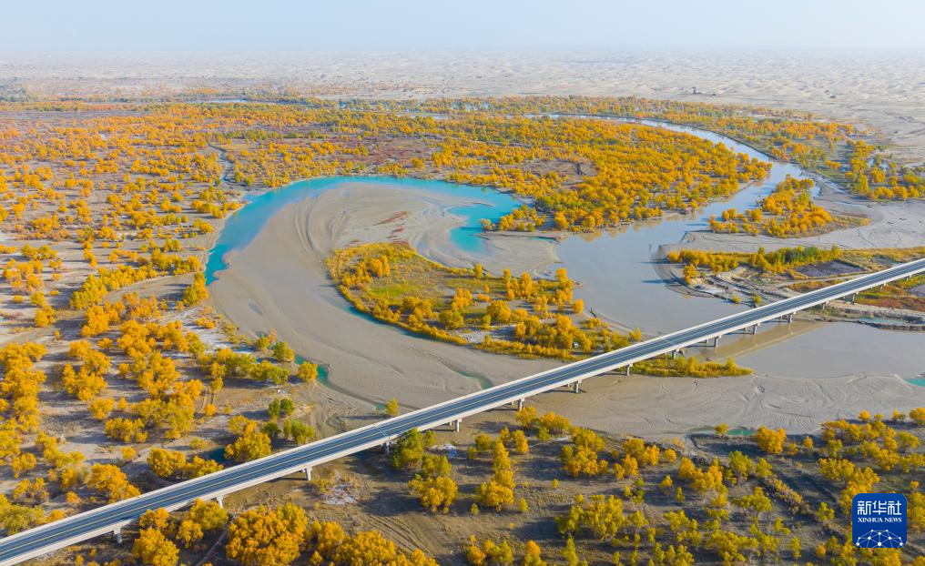 新疆:沙漠胡杨入画来