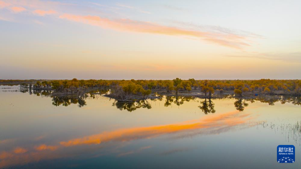 新疆:沙漠胡杨入画来
