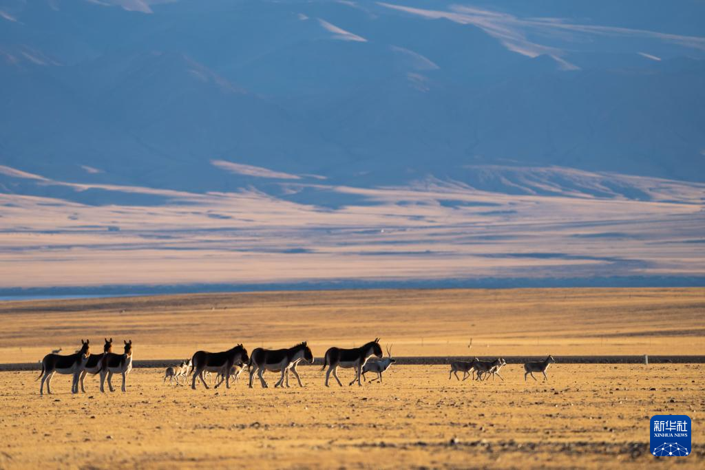 寥廓羌塘 生灵福地