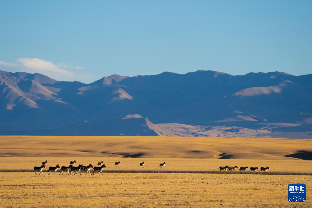 寥廓羌塘 生灵福地
