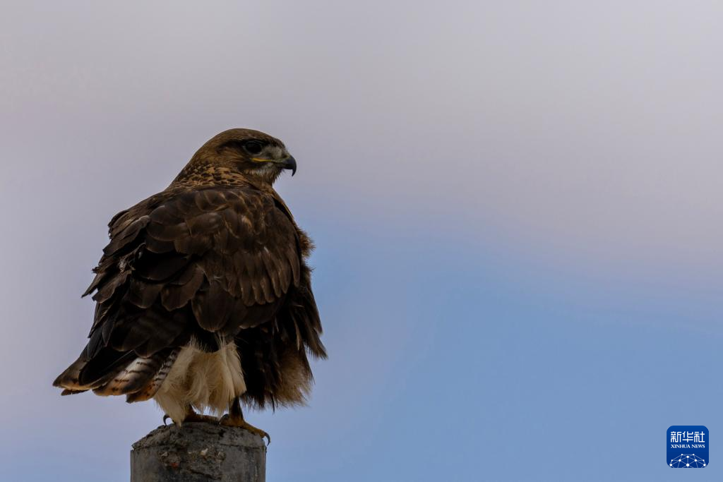 寥廓羌塘 生灵福地