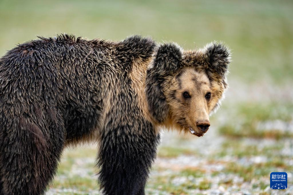 寥廓羌塘 生灵福地