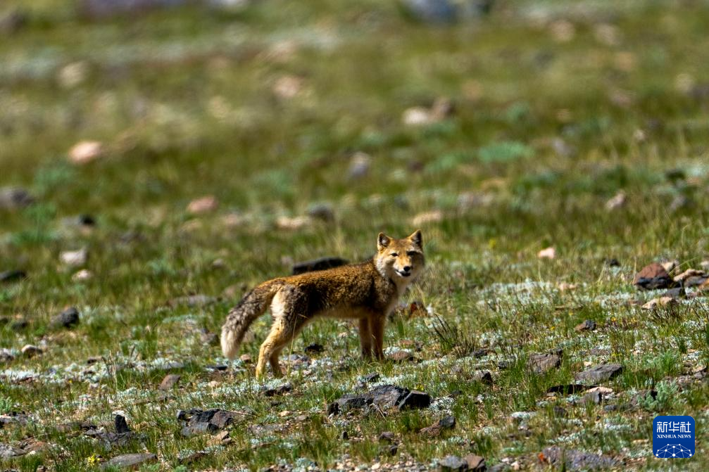 寥廓羌塘 生灵福地