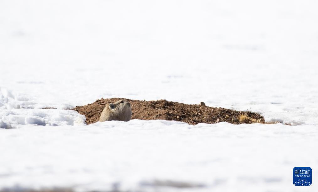 寥廓羌塘 生灵福地