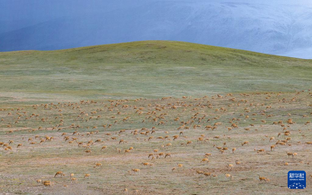 寥廓羌塘 生灵福地