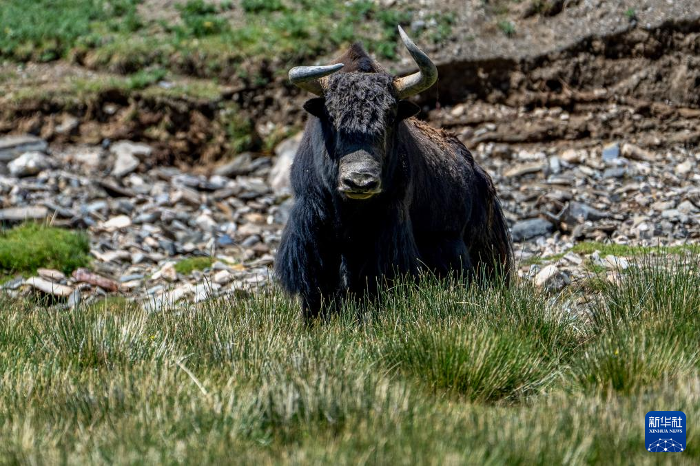 寥廓羌塘 生灵福地